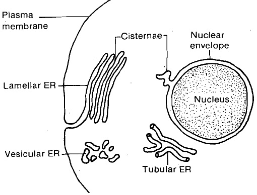 527_endoplasmic teticulum.jpg